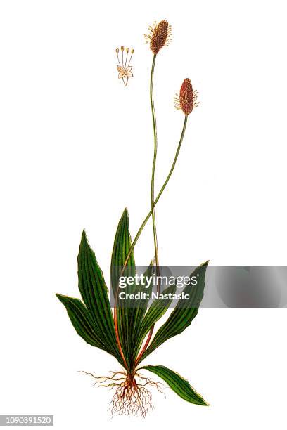 plantago lanceolata ,ribwort plantain, narrowleaf plantain, english plantain, ribleaf and lamb's tongue - plantago lanceolata stock illustrations
