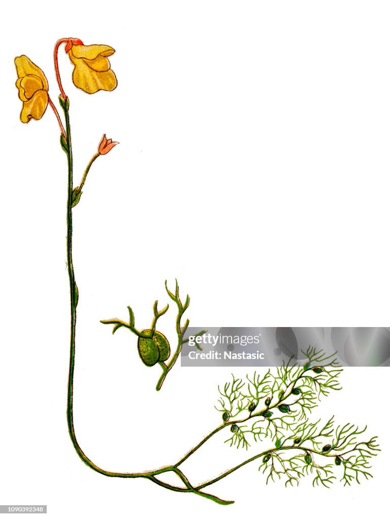Utricularia vulgaris (urticularia mayor o urticularia común)