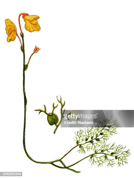 illustrazioni stock, clip art, cartoni animati e icone di tendenza di utricularia vulgaris (vescica maggiore o vescica comune) - erba vescica