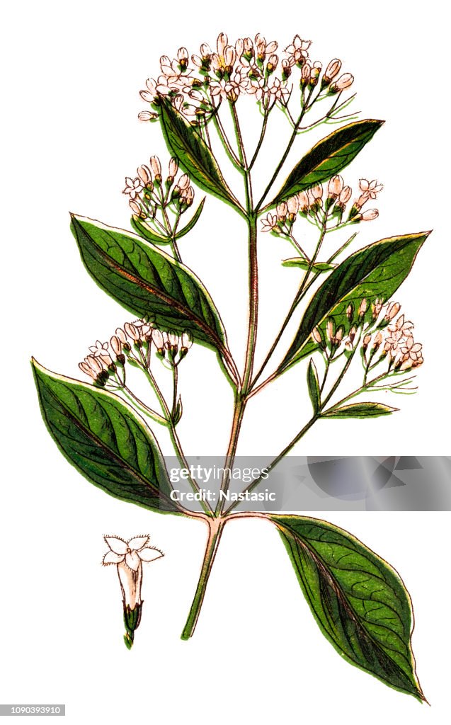 Cinchona officinalis (Quinine Bark tree)