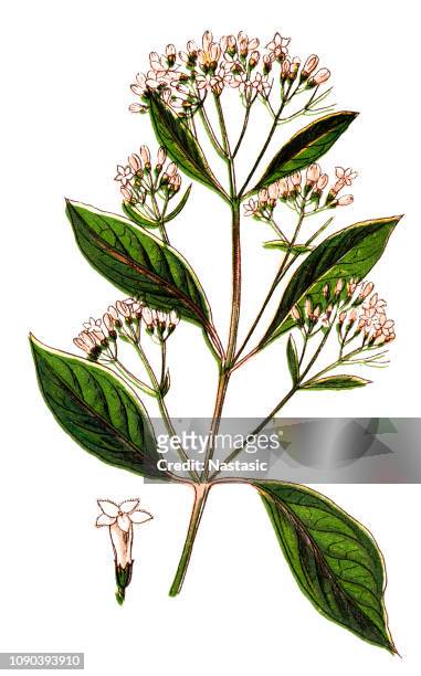 cinchona officinalis (quinine bark tree) - asparagus stock illustrations