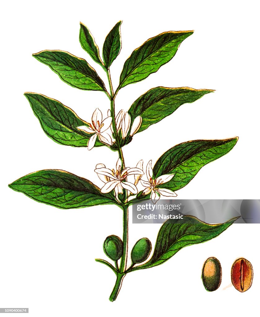 Coffea arabica ,also known as the ,coffee shrub of Arabia, mountain coffee, or arabica coffee