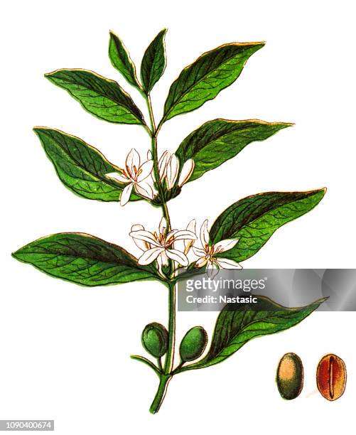 coffea arabica ,also known as the ,coffee shrub of arabia, mountain coffee, or arabica coffee - old fashioned drink isolated stock illustrations