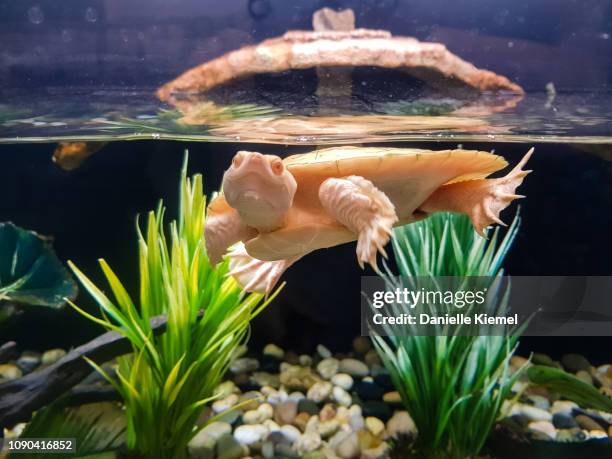 turtle in aquarium with fish