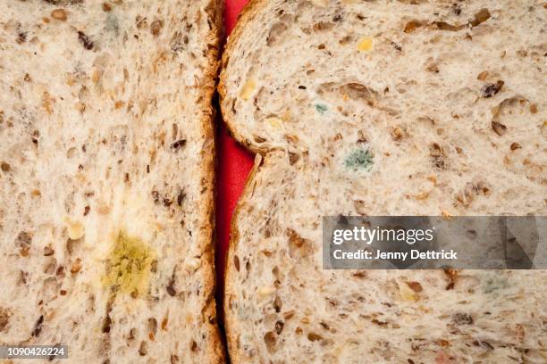 mold on bread - moldy bread stock pictures, royalty-free photos & images