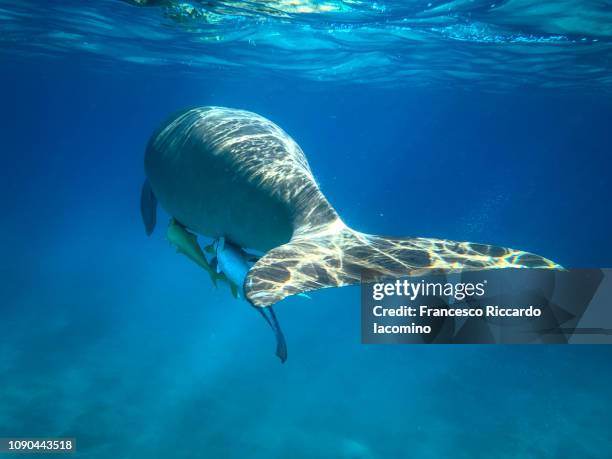 egyptian dugong, marsa mubarak - ジュゴン ストックフォトと画像
