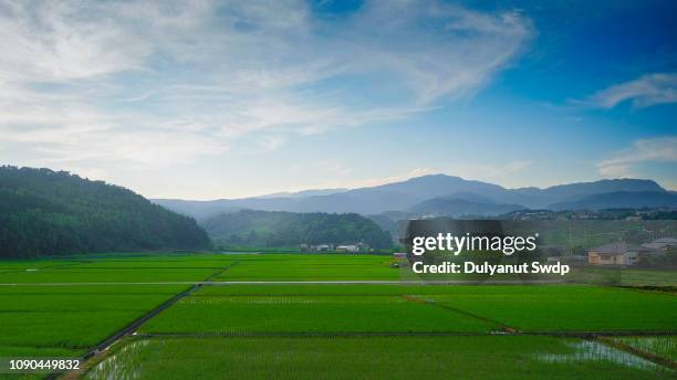 rice field sunset at saga , japan - japan agriculture foto e immagini stock