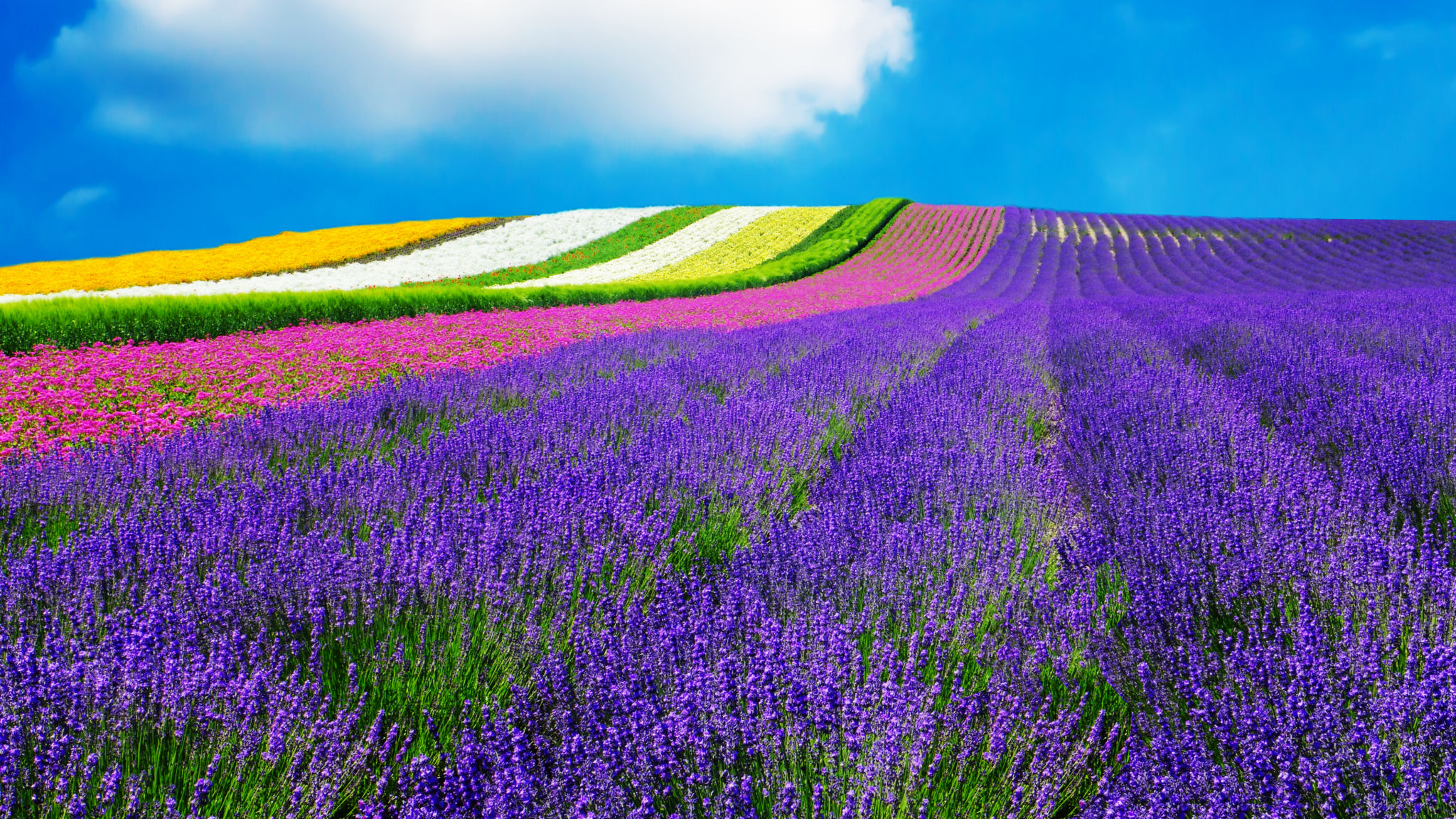 hokkaido landscape