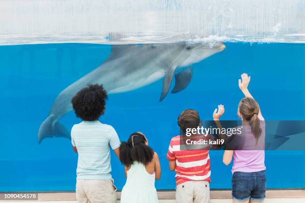 four children watching dolphin thru underwater window - dolphinarium stock pictures, royalty-free photos & images