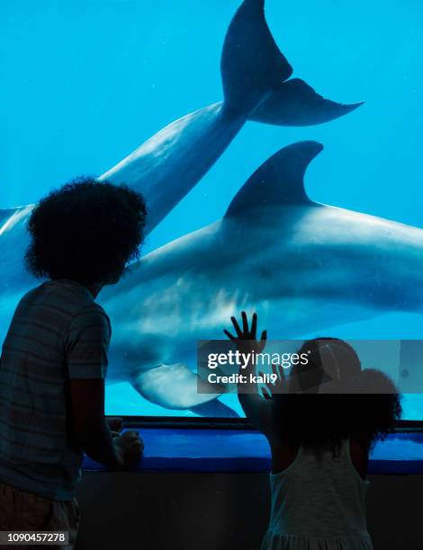 teenage boy and little sister watching dolphins - familie zoo stock pictures, royalty-free photos & images