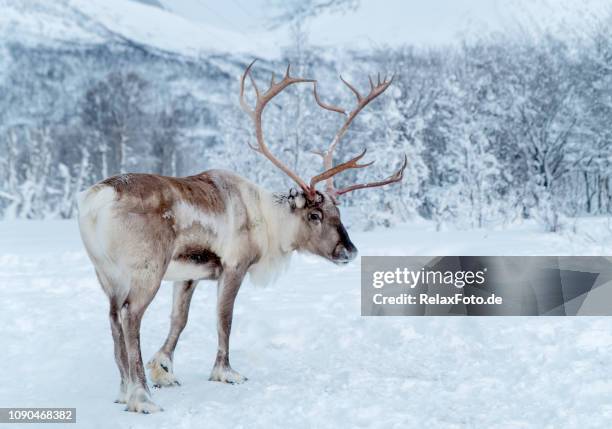 ノルウェーのトロムス県郡の snowcovered の荒野でトナカイの立っています。 - a reindeer ストックフォトと画像