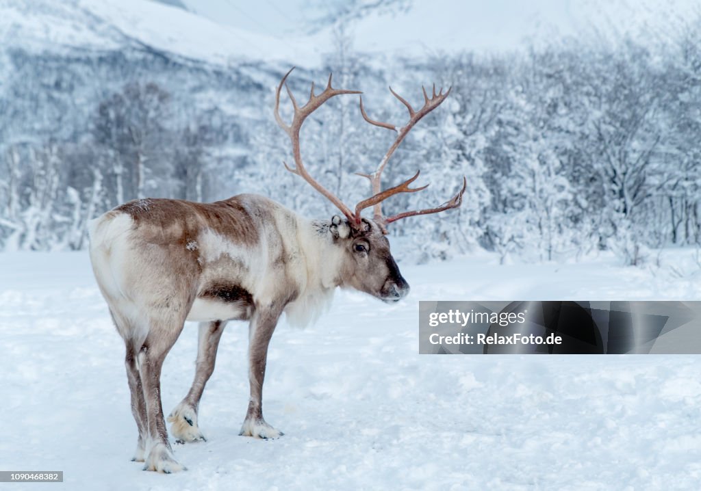 Pé de rena no deserto de snowcovered do Condado de Troms, Noruega