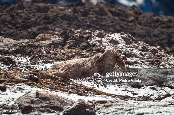 Animals trapped in mud in Córrego do Feijão near the town of Brumadinho in the state of Minas Gerias in southeastern Brazil on January 27 a day after...