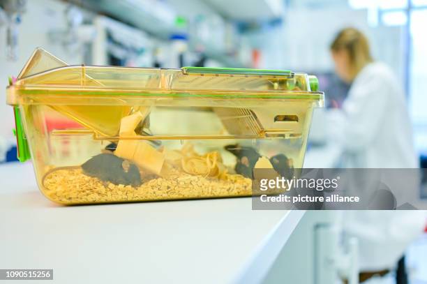 January 2019, Baden-Wuerttemberg, Heidelberg: In a laboratory of the German Cancer Research Centre , a closed container with mice stands in front of...