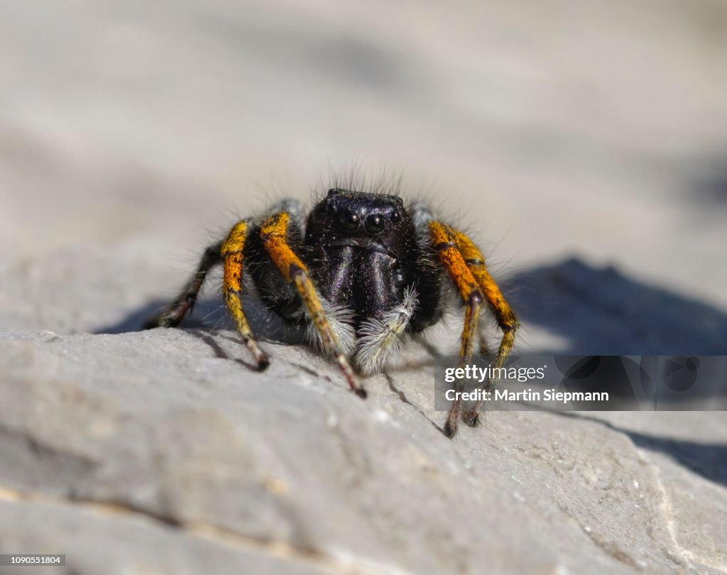 Gold eyes jumping spider (Philaeus chrysops), male, Albanian Alps, Albania