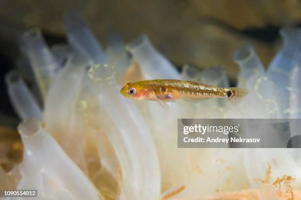 Goby Fish Translucent Transparent Goby Photos and Premium High Res Pictures - Getty Images