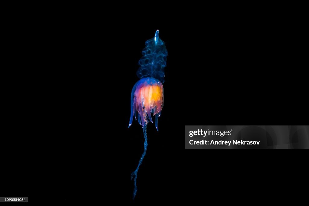 Hula Skirt Siphonophore (Physophora hydrostatica), Norwegian Sea, Northern Atlantic, Norway