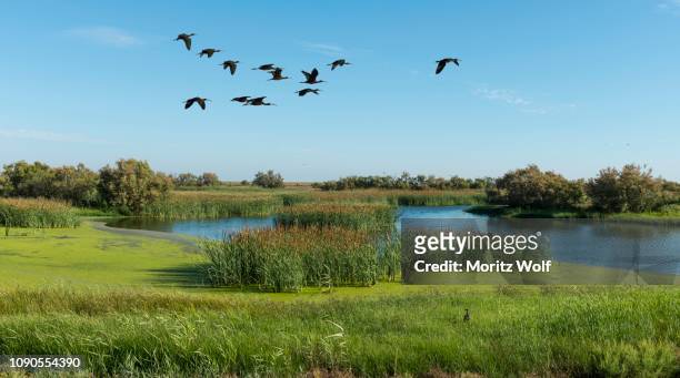 flying glossy ibises (plegadis falcinellus), marshes, donana national park, el rocina, coto de donana national park, huelva province, andalusia, spain - nationaal park donana stockfoto's en -beelden