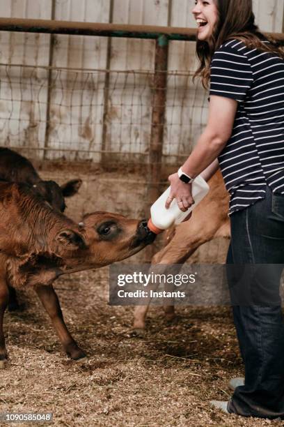 em uma fazenda, fundo jovem alimentando um bezerro faminto bebê no celeiro. - divisa da calcio - fotografias e filmes do acervo