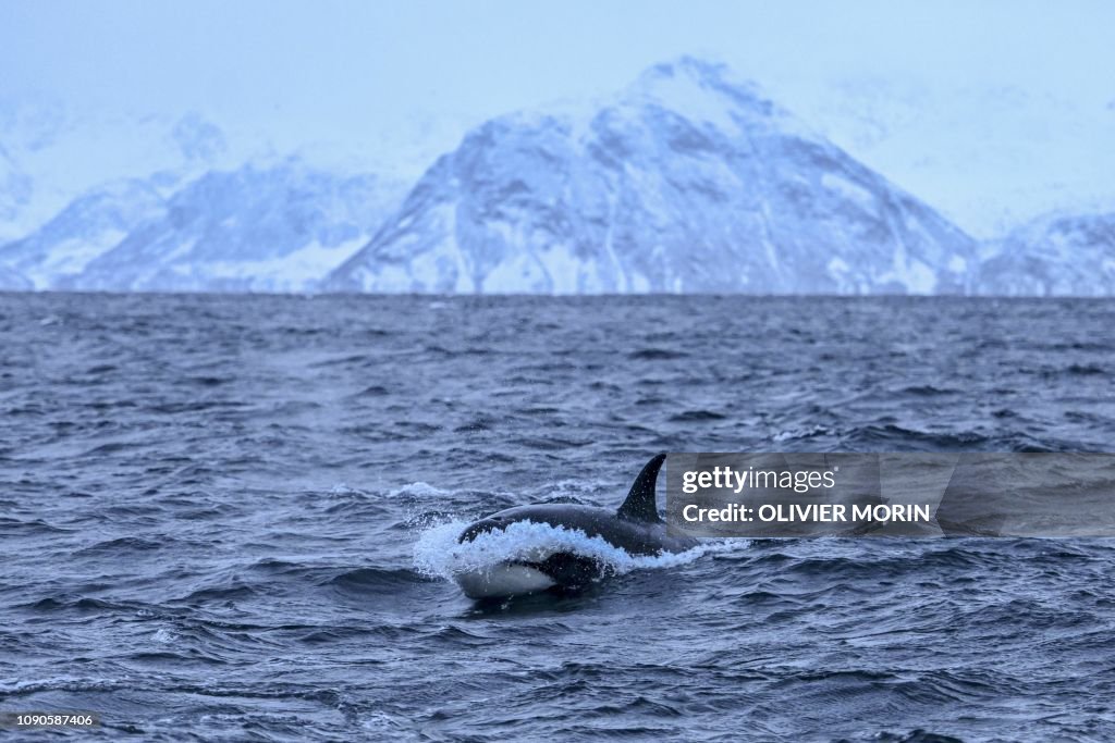 NORWAY-ARCTIC-ENVIRONMENT-ANIMALS-ORCAS