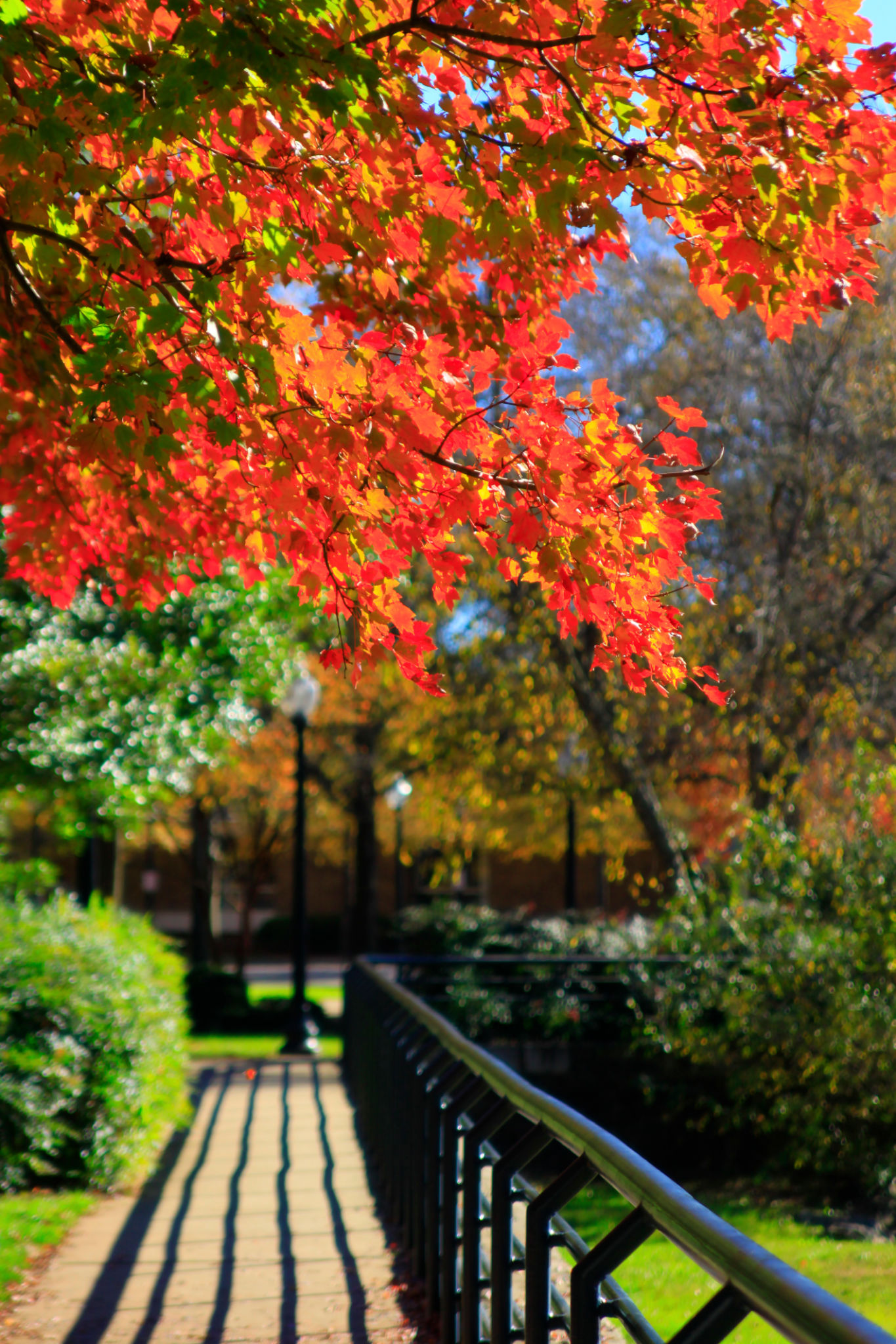 greenville garden