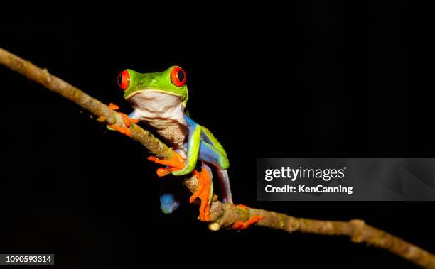 rotäugigen baumfrosch in der nacht, costa rica - tierisches auge stock-fotos und bilder