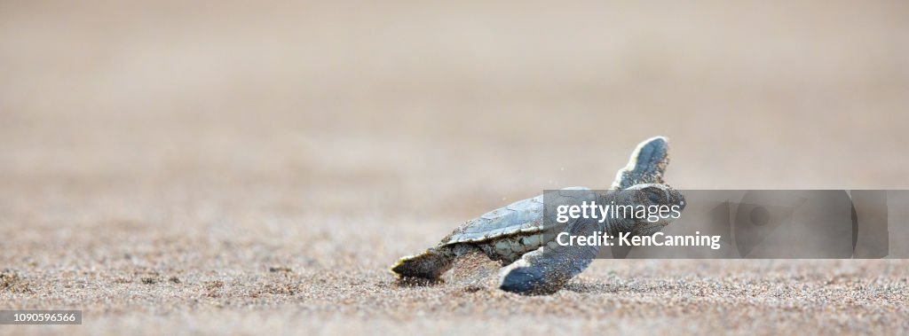A baby green sea turtle scurries across the beach to get to the safety of the ocean