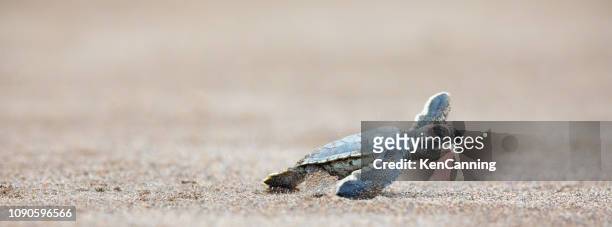 a baby green sea turtle scurries across the beach to get to the safety of the ocean - central america stock pictures, royalty-free photos & images