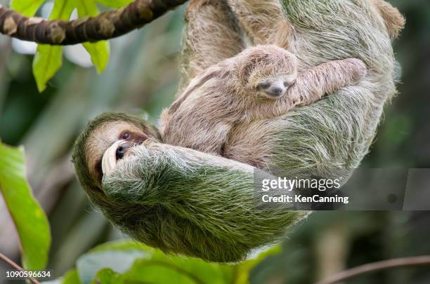 brown-throated three-toed sloth mother and baby hanging in a treetop, costa rica - costa rica stock pictures, royalty-free photos & images
