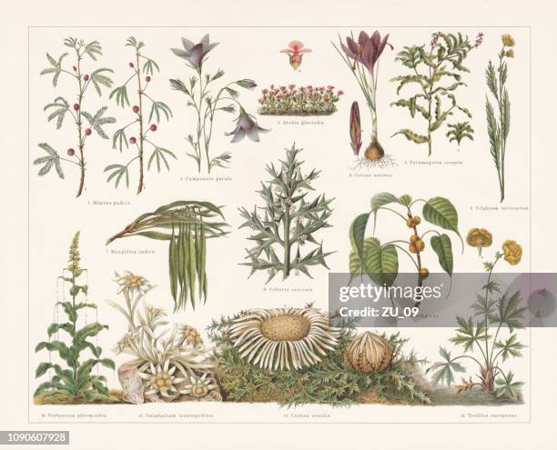 defence mechanisms of different plants, chromolithograph, published in 1897 - crocus stock illustrations