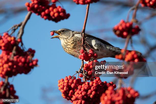 Fieldfare feeds on berries in Balham on January 28, 2019 in London, England. Migratory birds including Waxwings, Fieldfare and Redwing have started...