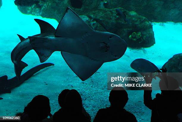 Lifestyle-entertainment-conservation-HongKong,FEATURE by Adrian AddisonThis photo taken on February 2, 2011 shows visitors looking at the new...