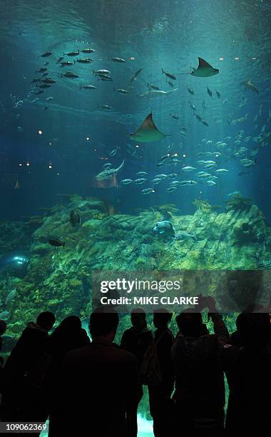 Lifestyle-entertainment-conservation-HongKong,FEATURE by Adrian AddisonThis photo taken on February 2, 2011 shows visitors looking at the new...