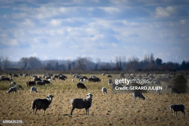 Sheep stand in a field next to Arles, southeastern France, on January 28, 2019.