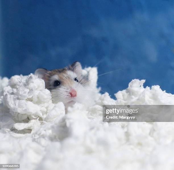 my roborovski hamster in white bedding - roborovski hamster stock pictures, royalty-free photos & images