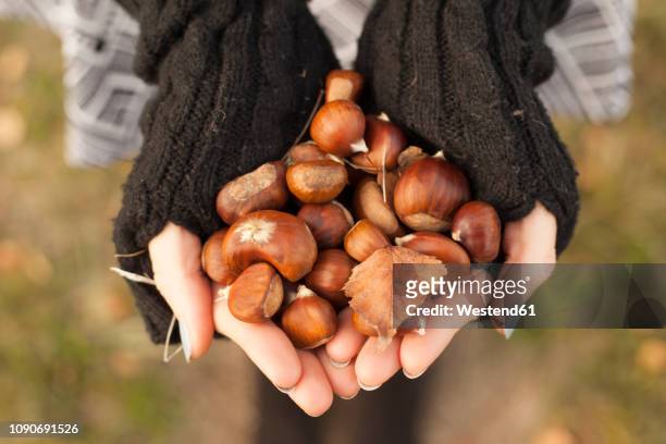 woman's hands holding chestnuts, close-up - marrone foto e immagini stock