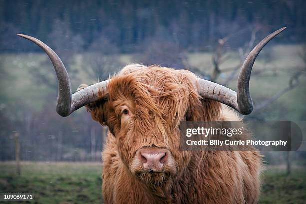 hamish the highland bull - highland cow stock pictures, royalty-free photos & images