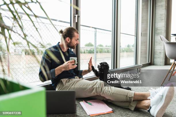young businessman with laptop sitting on the floor in office playing with dog - fun stock-fotos und bilder