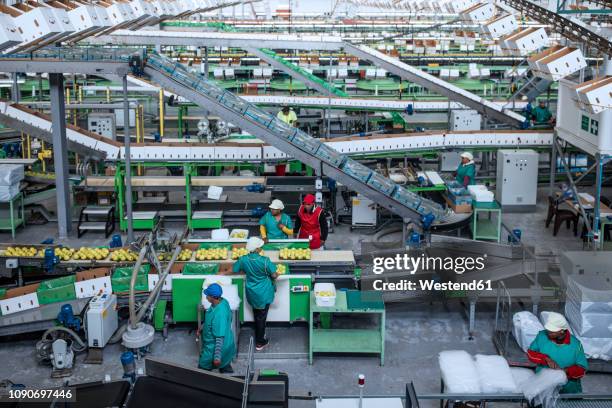 people working in apple factory - south africa economy stock pictures, royalty-free photos & images