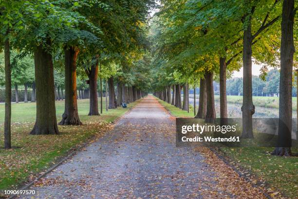 germany, lower saxony, hanover, herrenhaeuser gaerten, alley in autumn - hanover germany 個照片及圖片檔