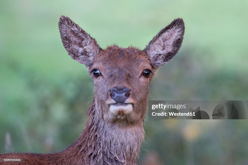 England, Portrait of red deer, Cervus elaphus