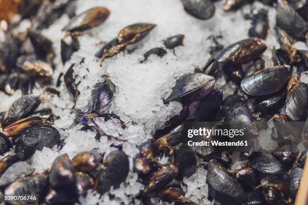 usa, seattle, pike place public market, blue mussels in ice - pike place market stock pictures, royalty-free photos & images