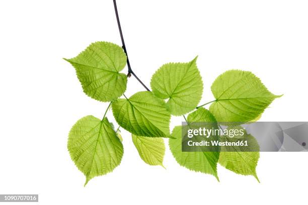 lime tree, tilia spec., leaves against white background - tila fotografías e imágenes de stock