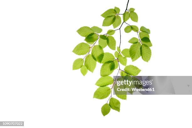 branch of beech tree, fagus sylvatica, white background - hoja fotografías e imágenes de stock