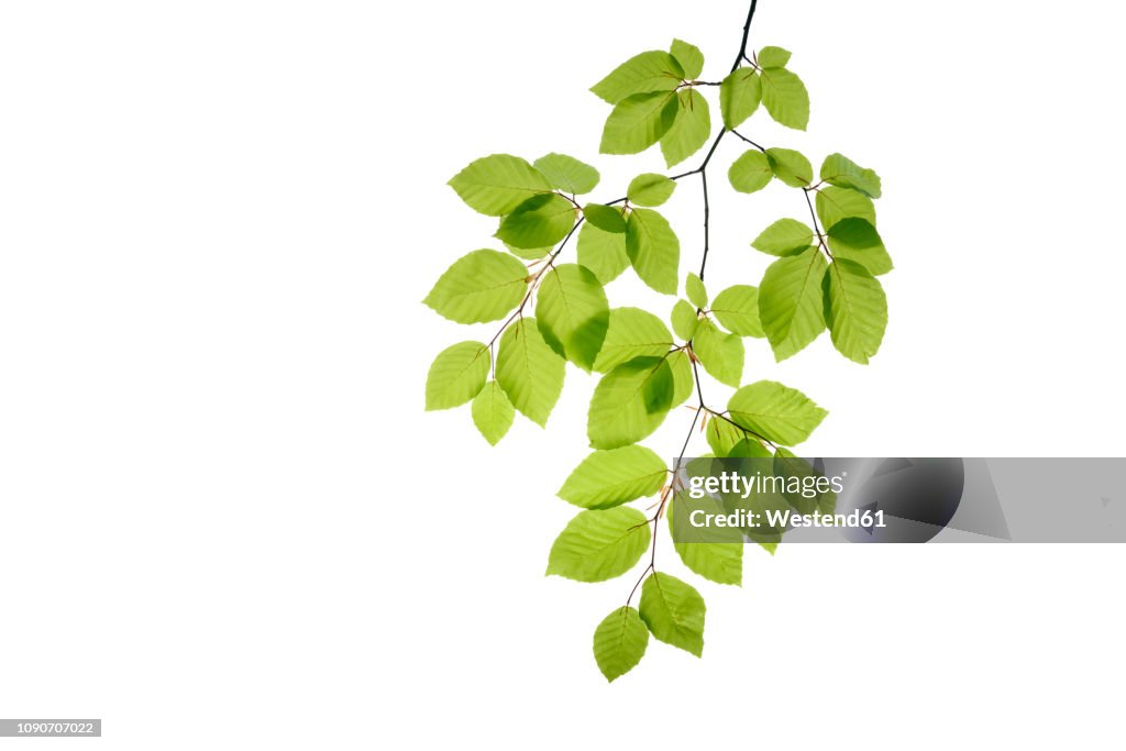 Branch of beech tree, Fagus sylvatica, white background