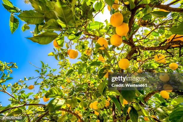 spain, mondron, lemon tree with fruits - lemon tree stock pictures, royalty-free photos & images