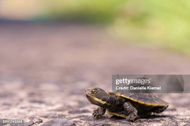 pet baby turtle on ground - tortoise stock pictures, royalty-free photos & images