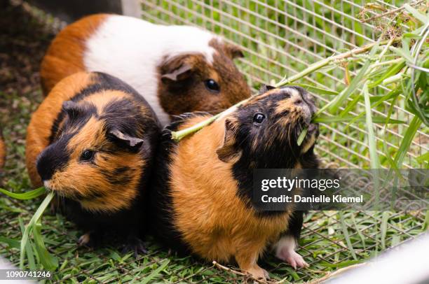 pet guinea pigs eating grass - guinea pig stockfoto's en -beelden