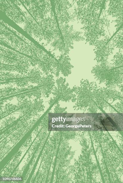 stockillustraties, clipart, cartoons en iconen met kijken op pine forest met fisheye-lens - red pine