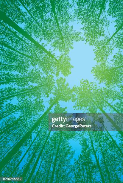 looking up at pine forest with fisheye lens - looking up stock illustrations
